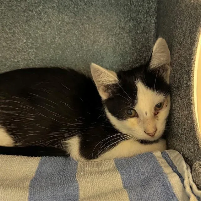 A baby small-sized male Domestic Short Hair cat named Leon for adoption in Naples, FL