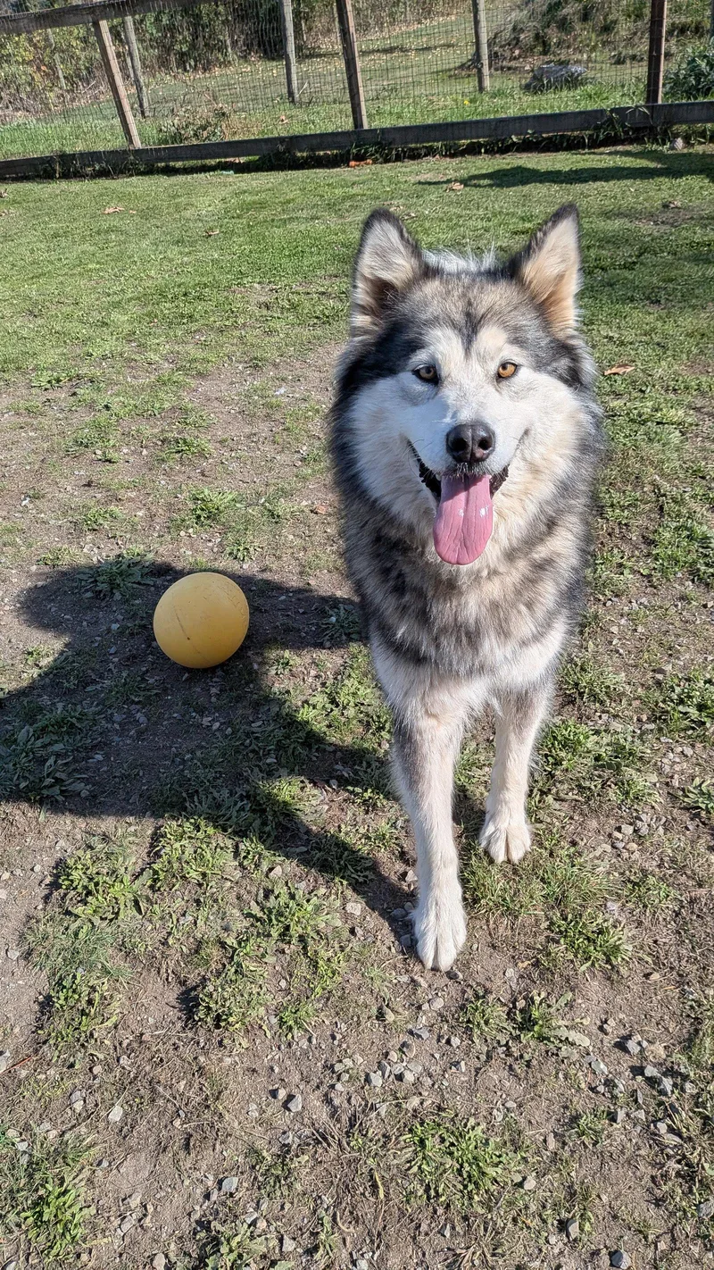 An adult large-sized female Alaskan Malamute dog named Guinevere for adoption in Seattle, WA