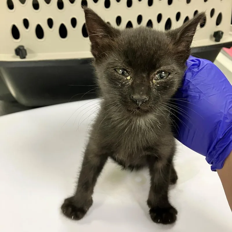 A baby small-sized male Black Domestic Short Hair cat named Pogo for adoption in Las Cruces, NM