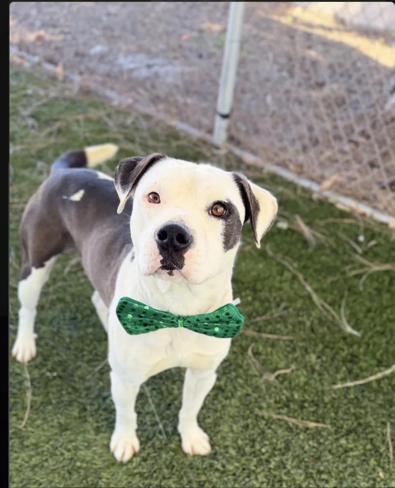 An adult medium-sized male Tricolor (Brown, Black, & White) Pit Bull Terrier dog named Oso for adoption in Tigard, OR