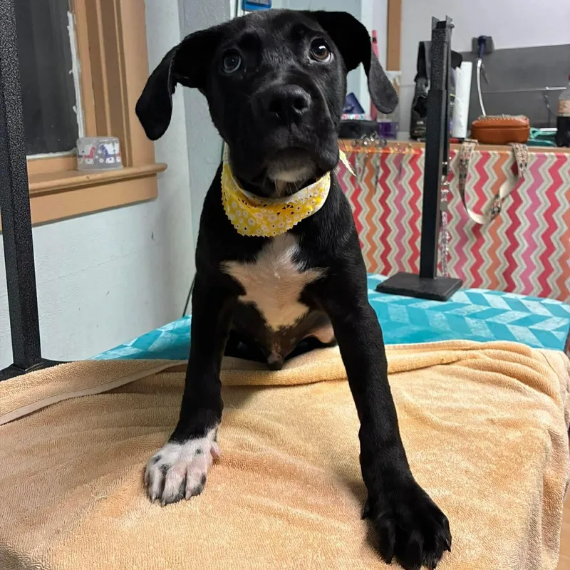 Scout