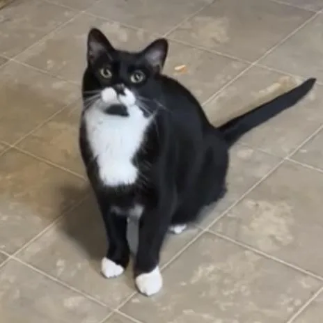 An adult large-sized male Black Domestic Short Hair cat named Leo C for adoption in Princeton, MN