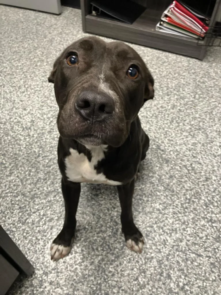 A young medium-sized female Pit Bull Terrier dog named Botswana for adoption in Mustang, OK