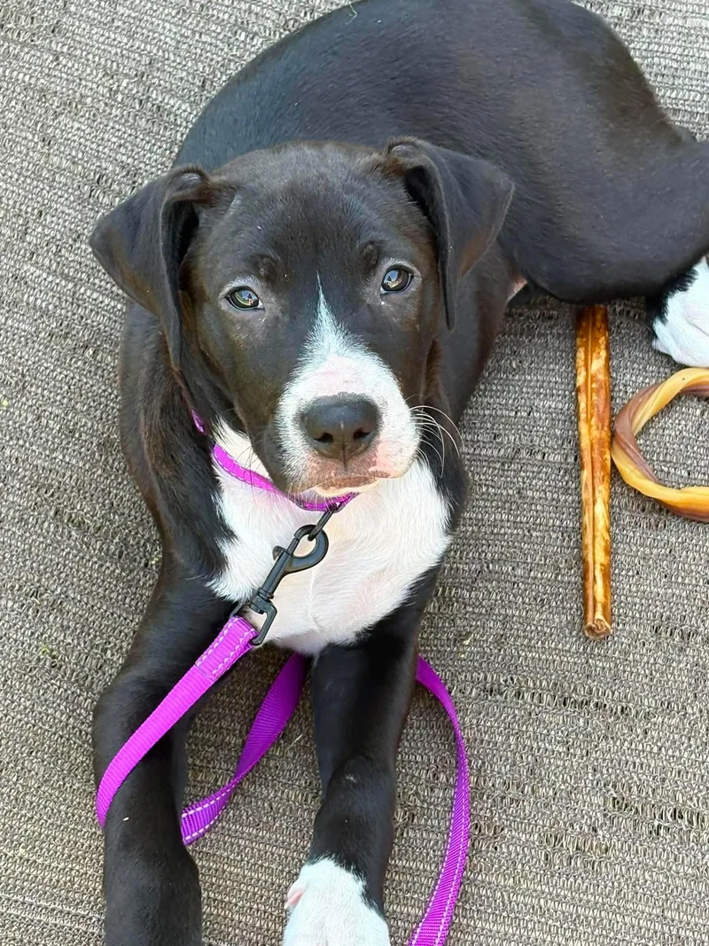 A baby medium-sized female Mixed Breed dog named Gabby for adoption in Highland, NY