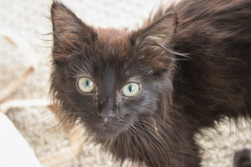 A baby medium-sized male Black Domestic Medium Hair cat named Morello for adoption in Chicago, IL