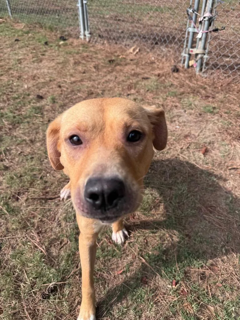 A young large-sized female Labrador Retriever dog named Jackie for adoption in Little Rock, AR