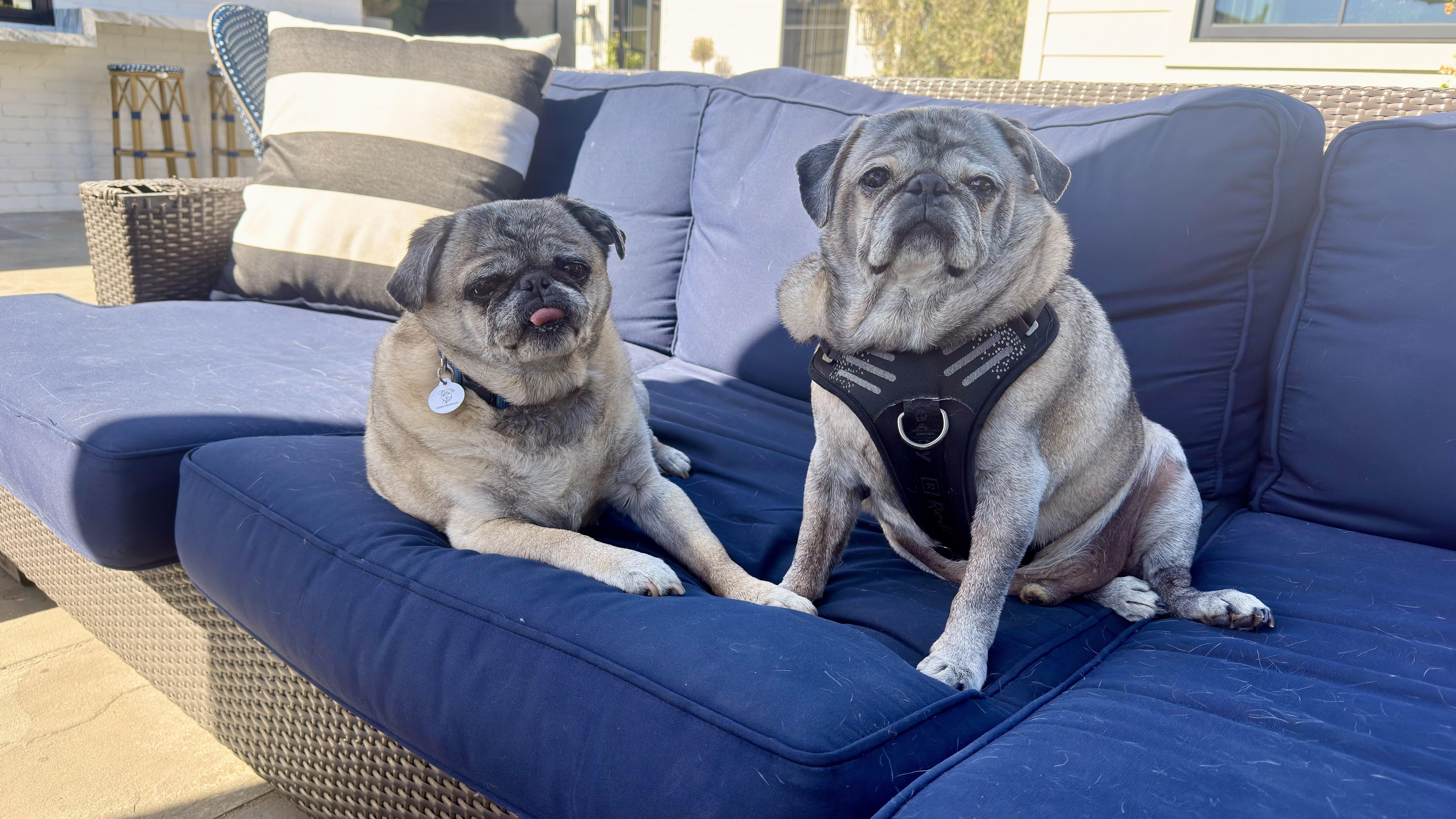 A senior medium-sized male Yellow / Tan / Blond / Fawn Pug dog named Biggie And Smalls for adoption in West Hollywood, CA