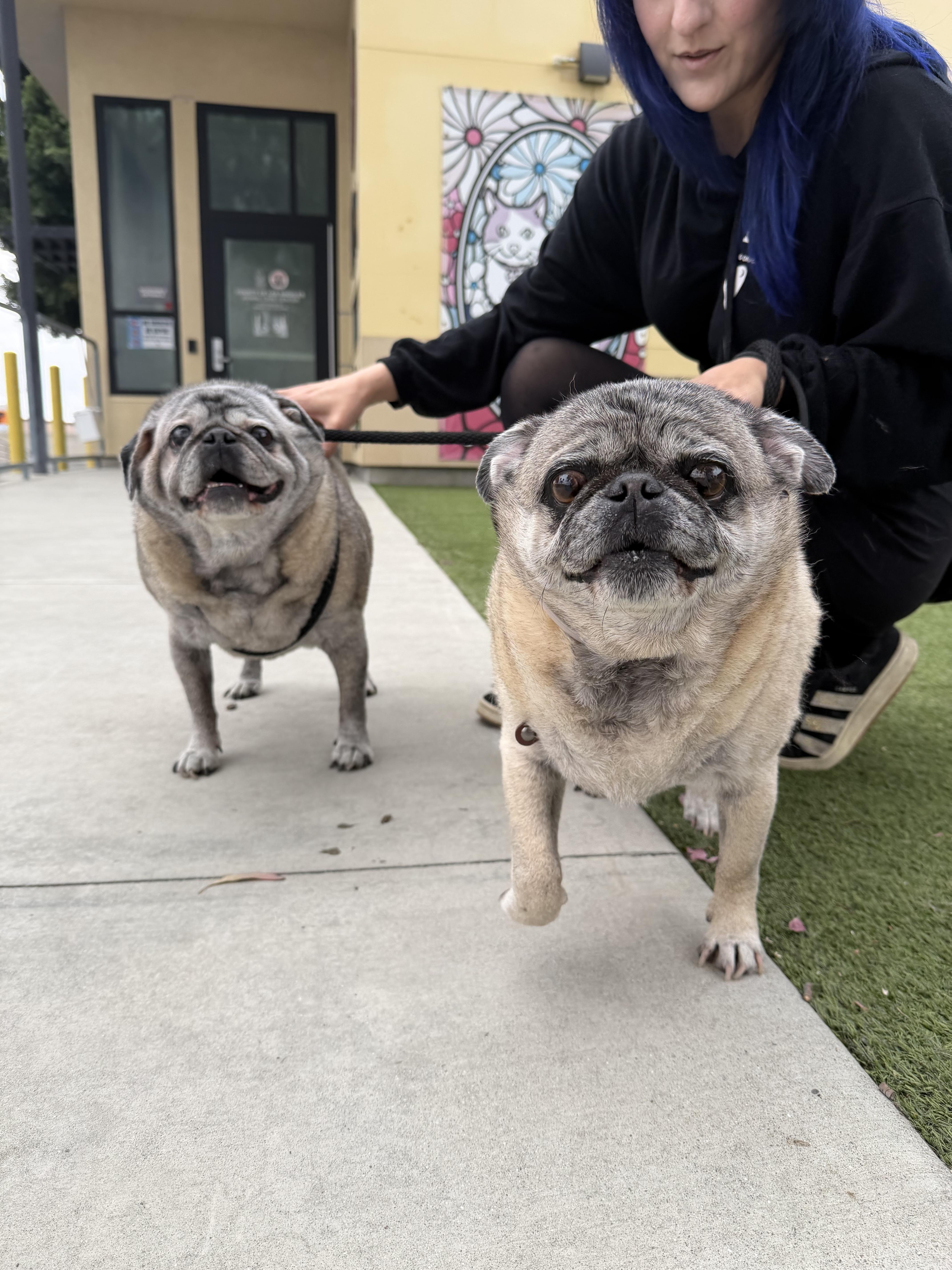 Biggie And Smalls thumbnail 2