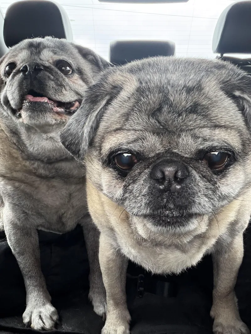 Biggie And Smalls thumbnail 3