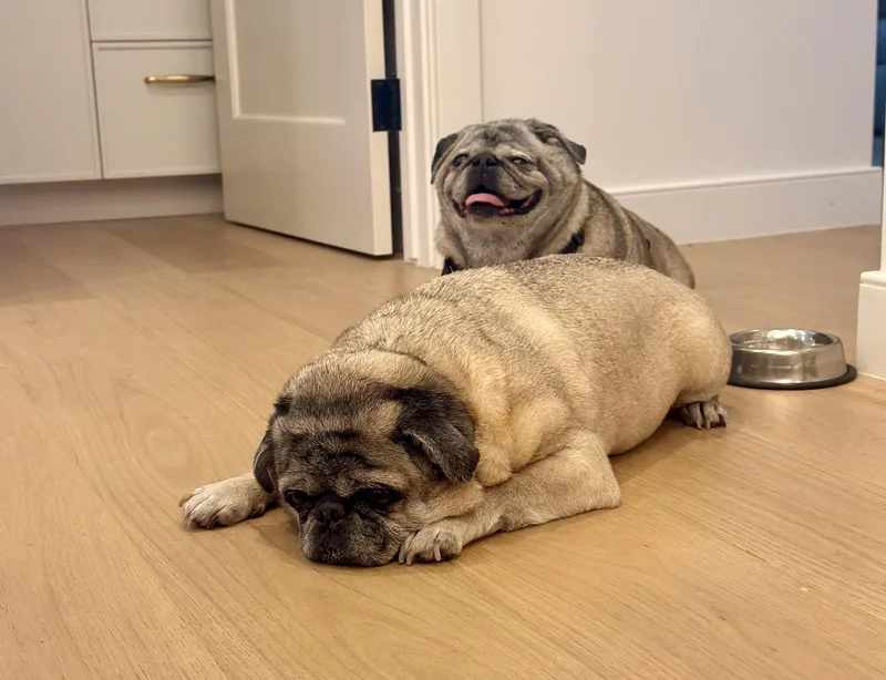 Biggie And Smalls thumbnail 4