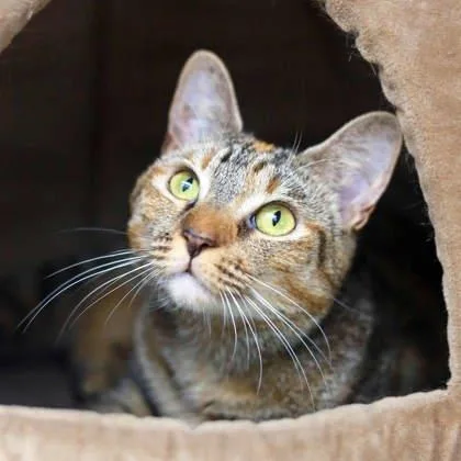 A young small-sized female Black Domestic Short Hair cat named Claire for adoption in Atlanta, GA