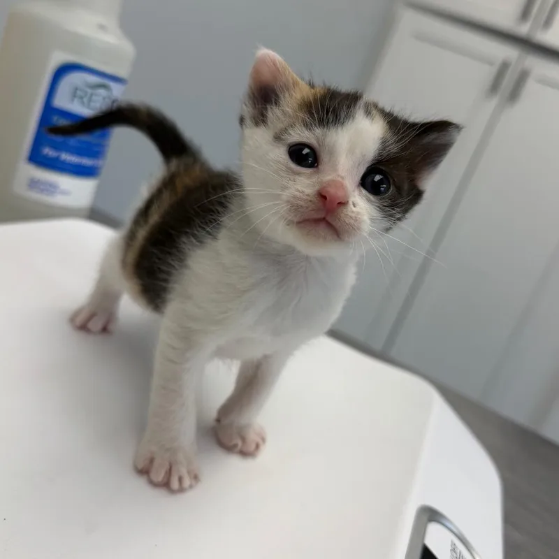 A baby small-sized female Calico Domestic Short Hair cat named Quarter for adoption in Watertown, NY
