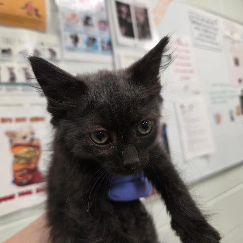 A baby small-sized female Black Domestic Short Hair cat named Fetch for adoption in Chattanooga, TN