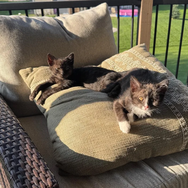 A baby small-sized male Black Domestic Short Hair cat named Jam for adoption in Buffalo, MN
