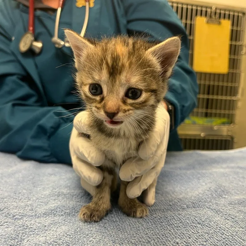 A baby small-sized female Torbie Domestic Short Hair cat named Denny's Pancake for adoption in Charlottesville, VA