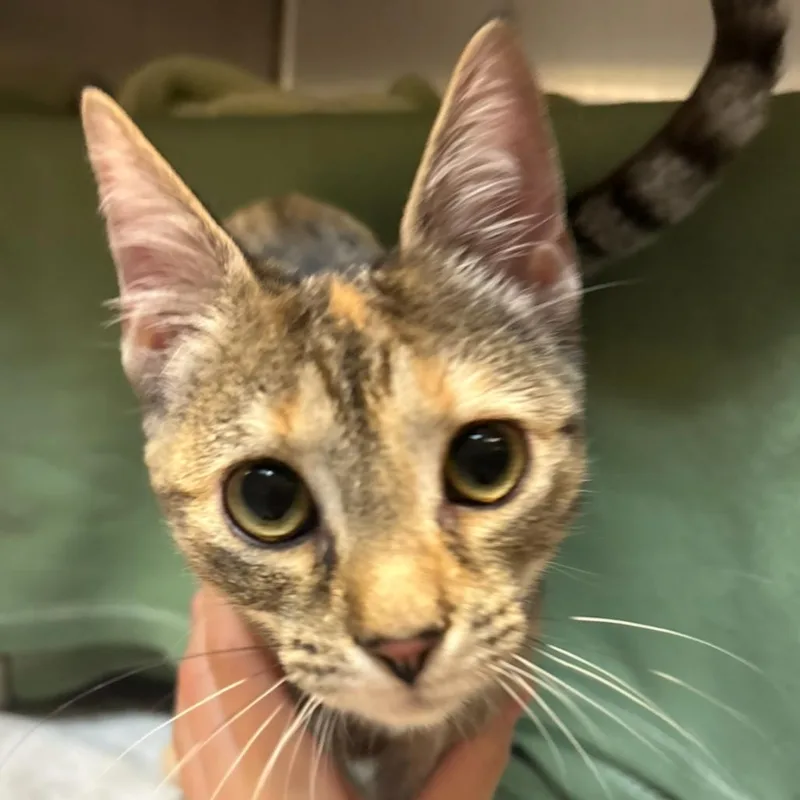 Denny's Pancake thumbnail 2