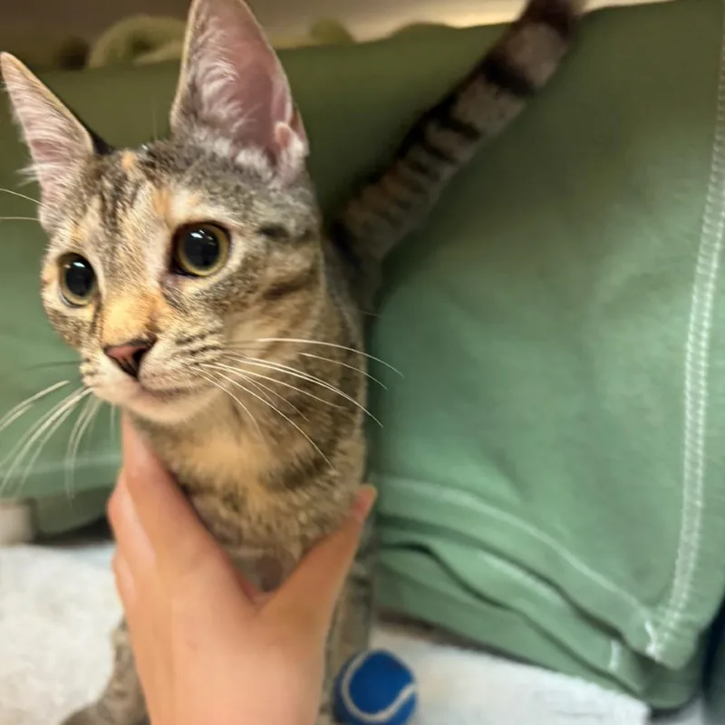 Denny's Pancake thumbnail 3