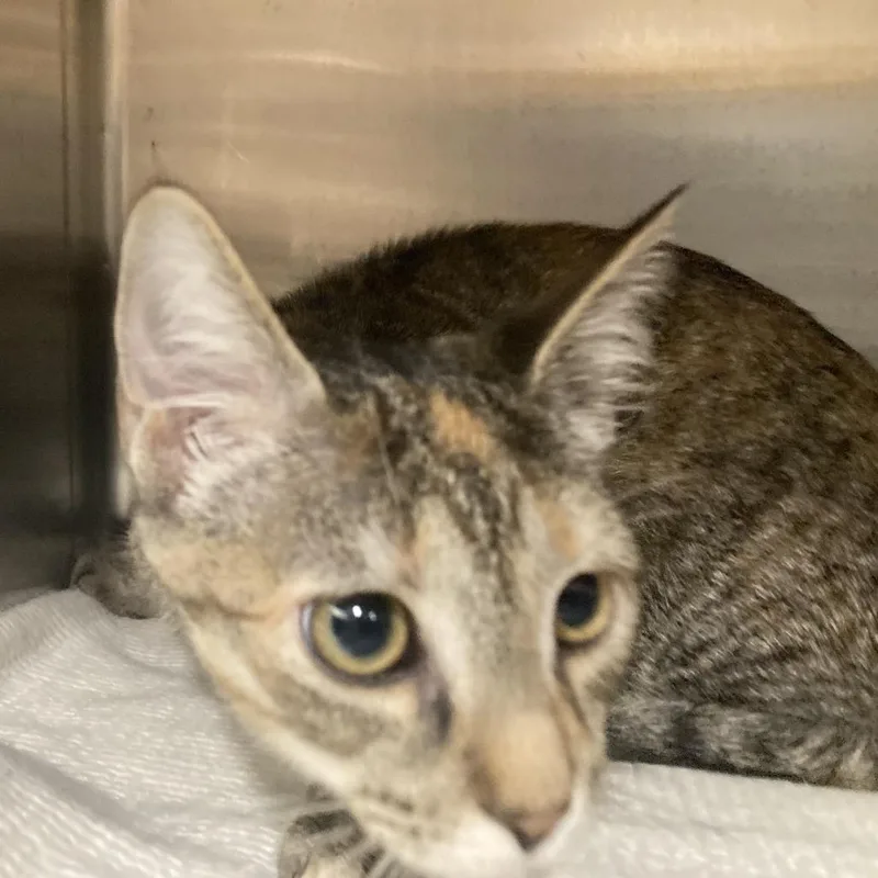 Denny's Pancake thumbnail 4