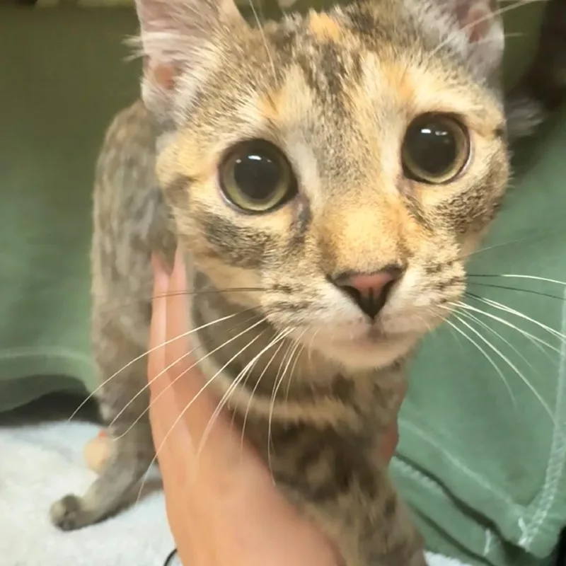 Denny's Pancake thumbnail 5