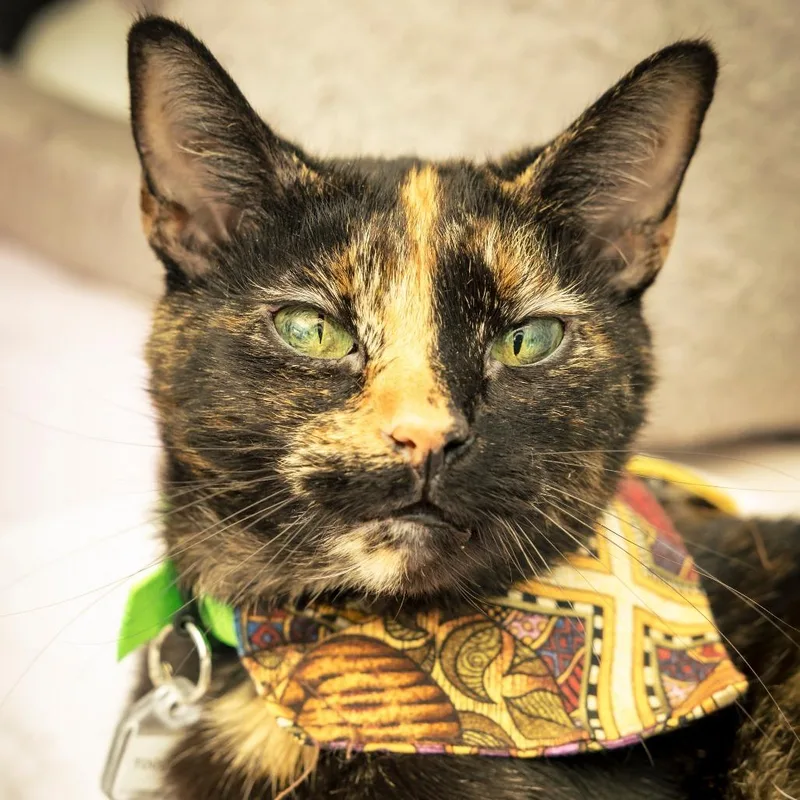 A senior large-sized female Tortoiseshell Domestic Short Hair cat named Toccoa for adoption in Lakewood, CO