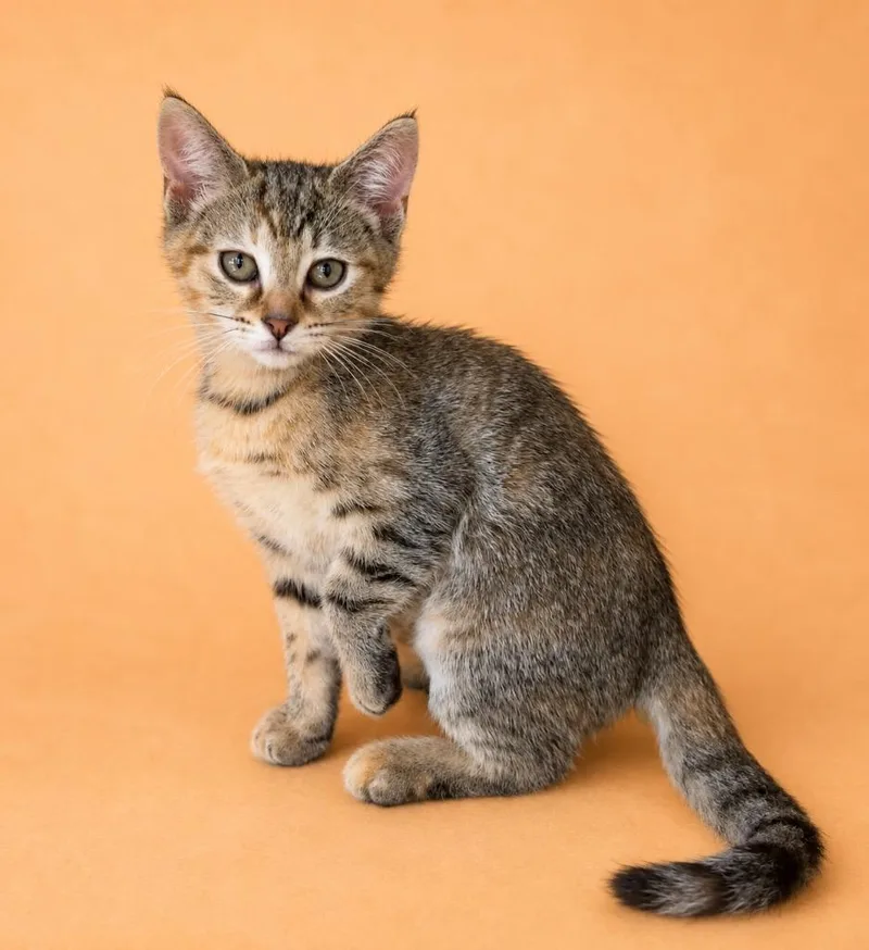 A baby small-sized female Domestic Short Hair cat named Bitzy for adoption in Columbia, TN