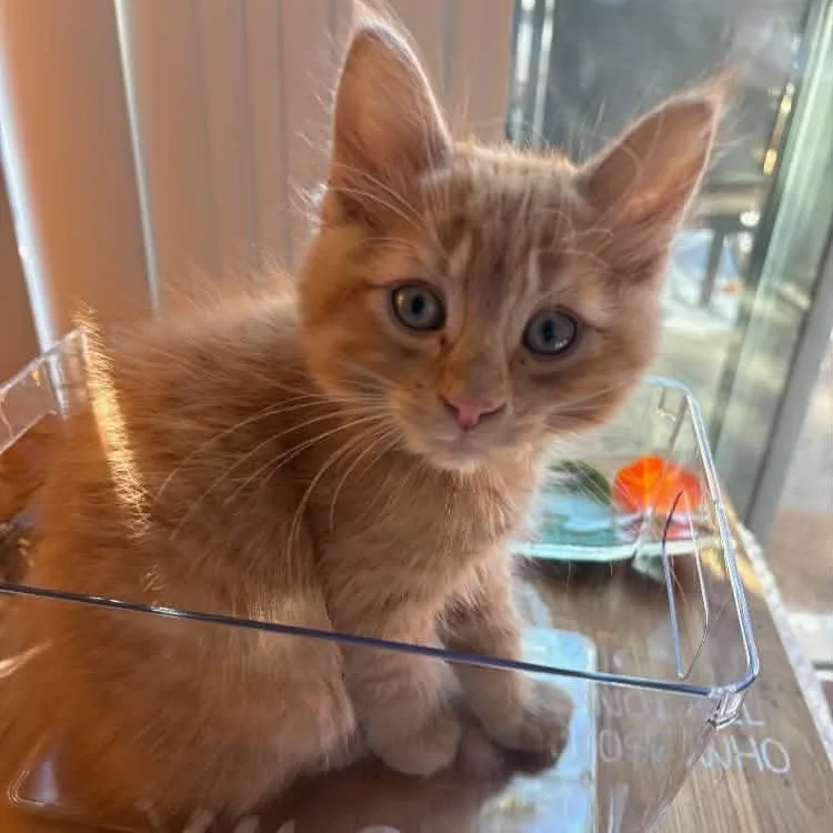 A baby small-sized male Orange / Red Domestic Medium Hair cat named Big Fluff for adoption in Antioch, CA