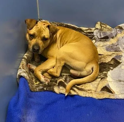 A senior large-sized male Yellow / Tan / Blond / Fawn Pit Bull Terrier dog named Pancake for adoption in Kansas City, MO