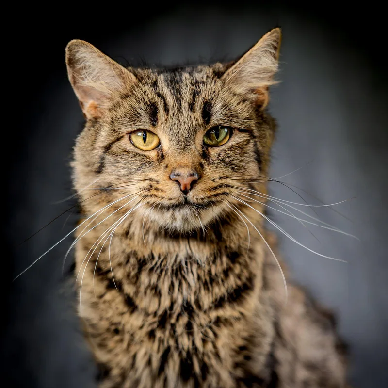 An adult medium-sized female Domestic Short Hair cat named Cardamom for adoption in Herndon, VA