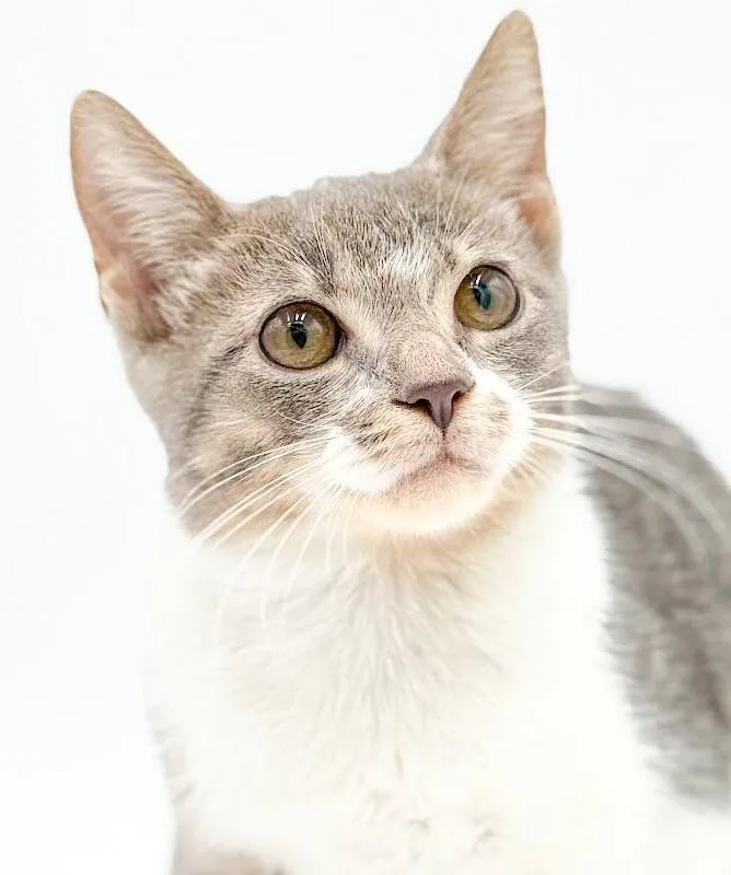 Clover is cuter than thumbnail 2