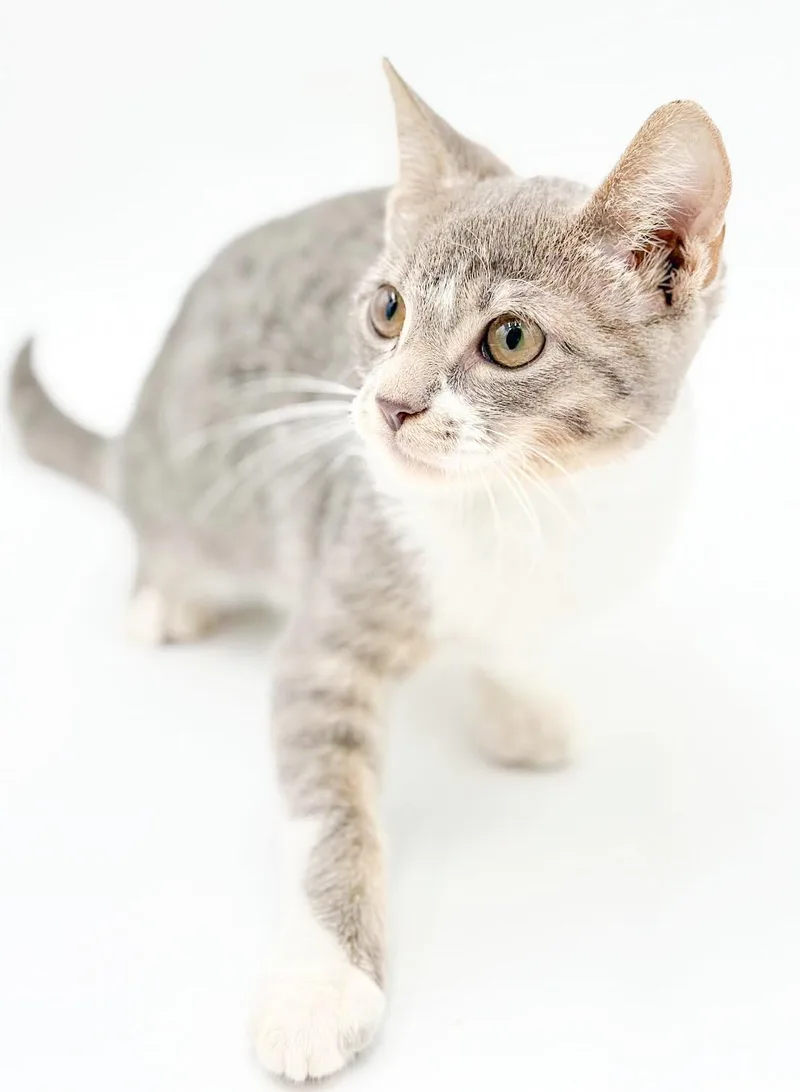 Clover is cuter than thumbnail 4