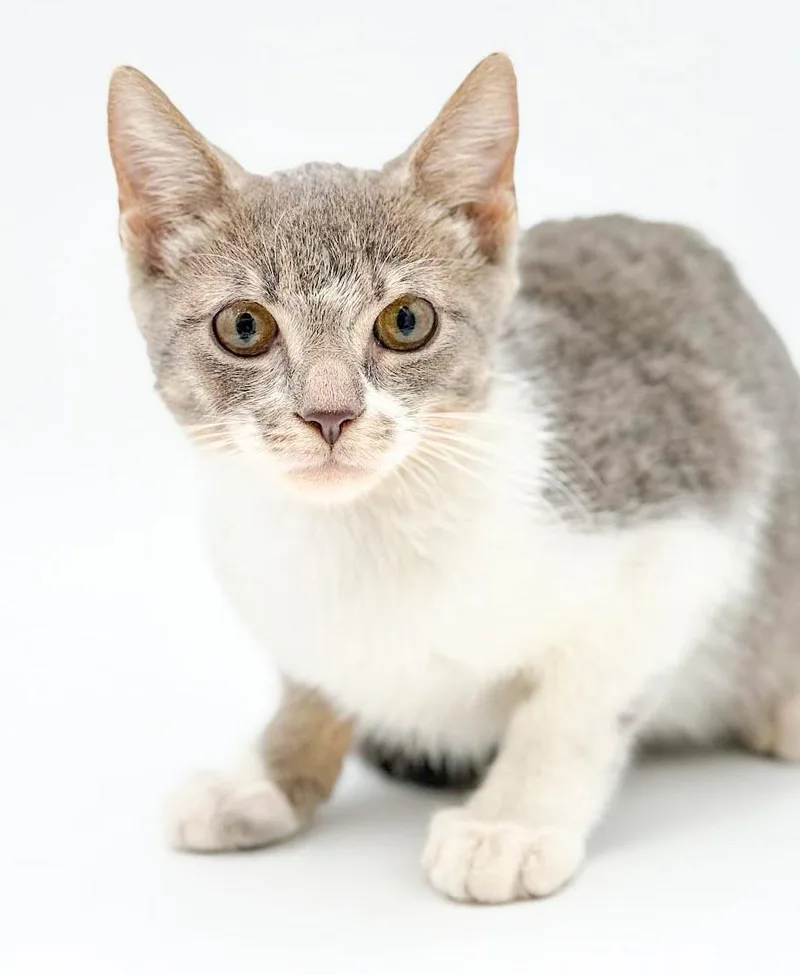 Clover is cuter than thumbnail 5