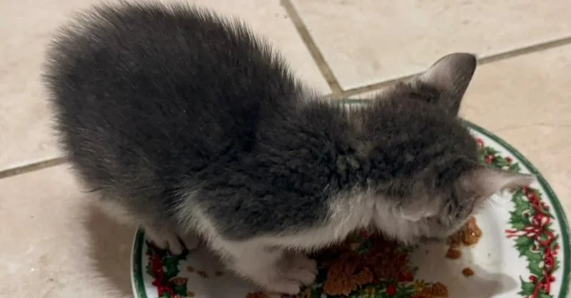 A baby small-sized male Gray & White Domestic Short Hair cat named Champ for adoption in Tampa, FL