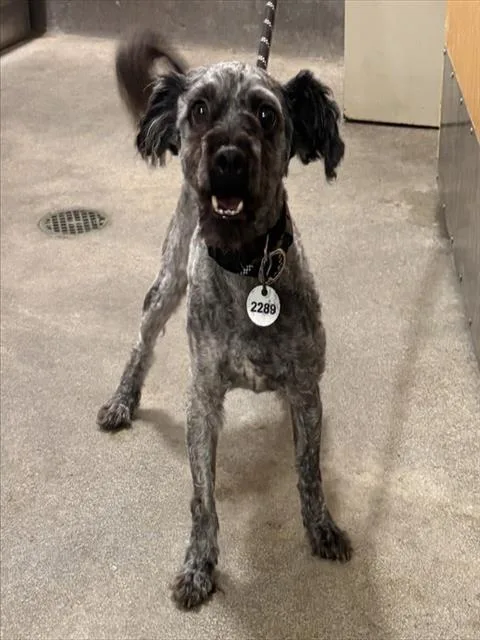 An adult small-sized male Poodle dog named Sanders for adoption in Upper Marlboro, MD