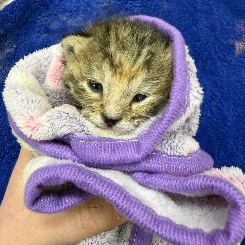 A baby small-sized female Brown / Chocolate Domestic Short Hair cat named Cameo for adoption in Detroit Lakes, MN