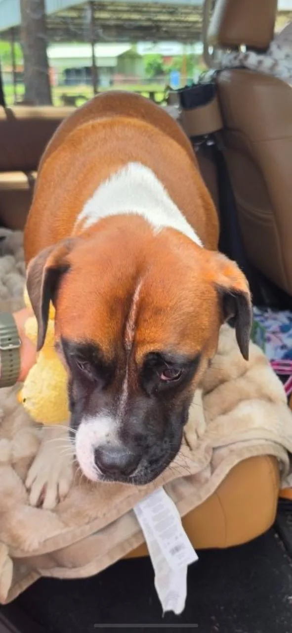 Tyson thumbnail 2