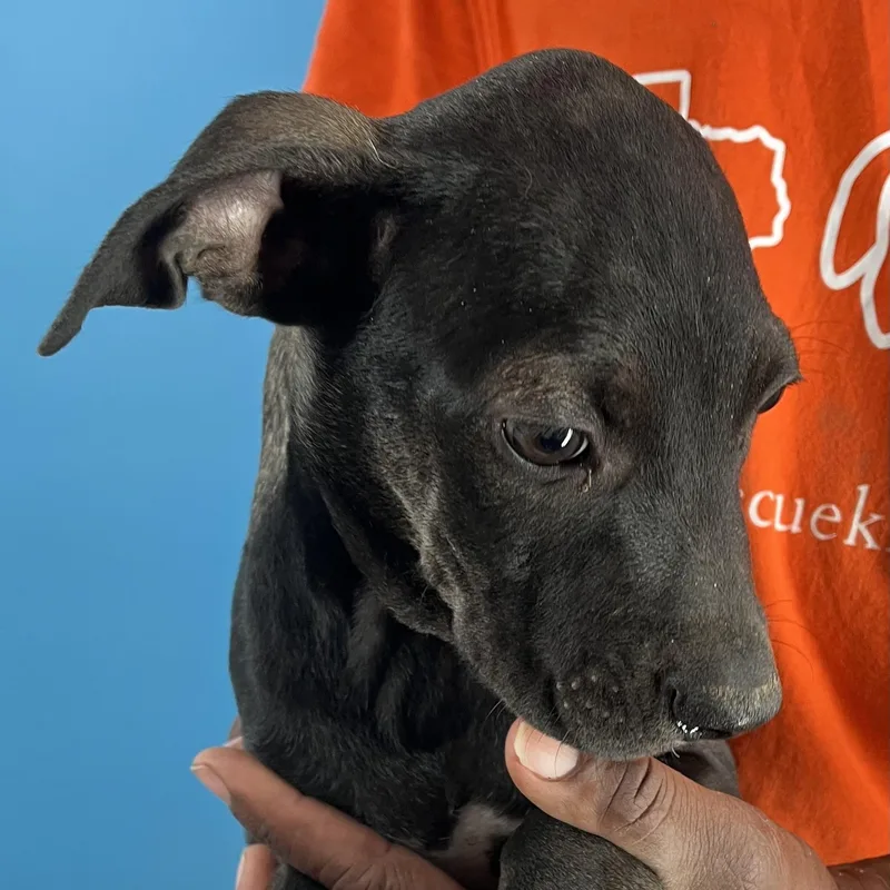 Ralston  Local April thumbnail 2