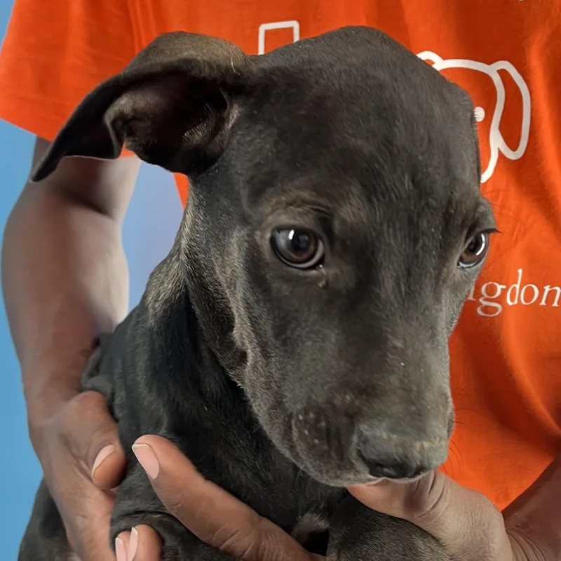 Ralston  Local April thumbnail 3