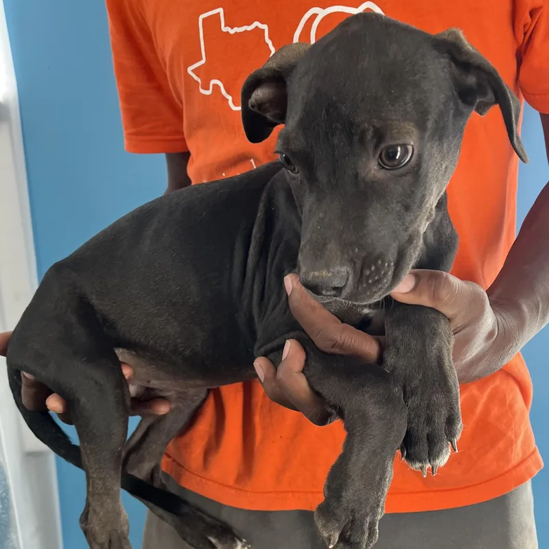 Ralston  Local April thumbnail 4