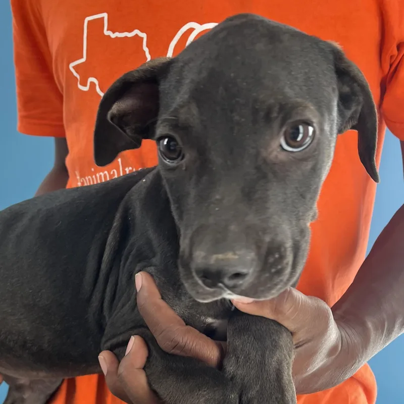 Ralston  Local April thumbnail 5