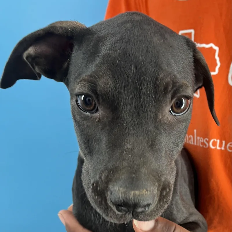 Ralston  Local April thumbnail 6