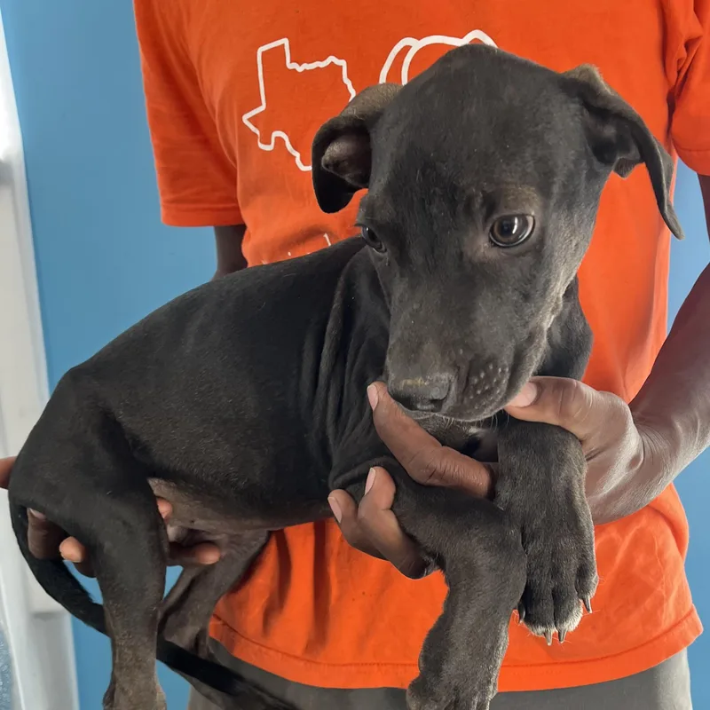 Ralston  Local April thumbnail 7