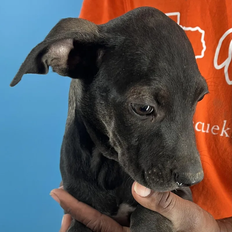 Ralston  Local April thumbnail 8