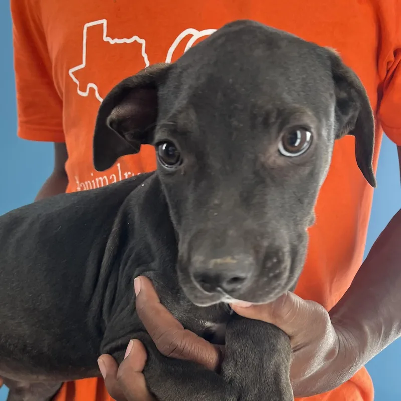 Ralston  Local April thumbnail 9