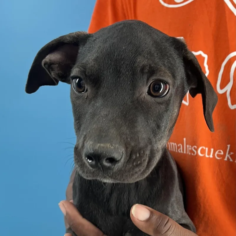 Ralston  Local April thumbnail 10