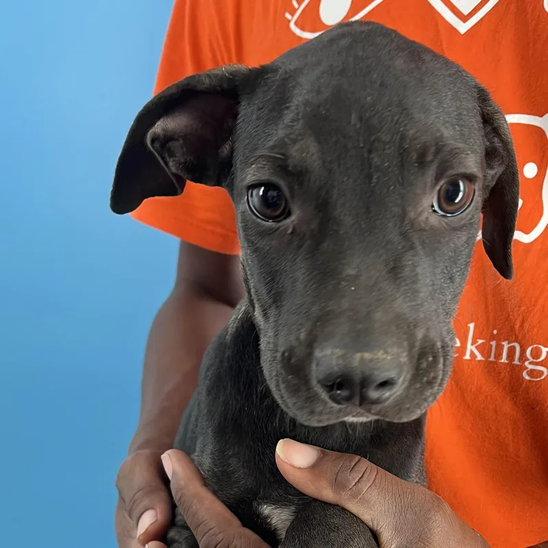 Ralston  Local April thumbnail 11