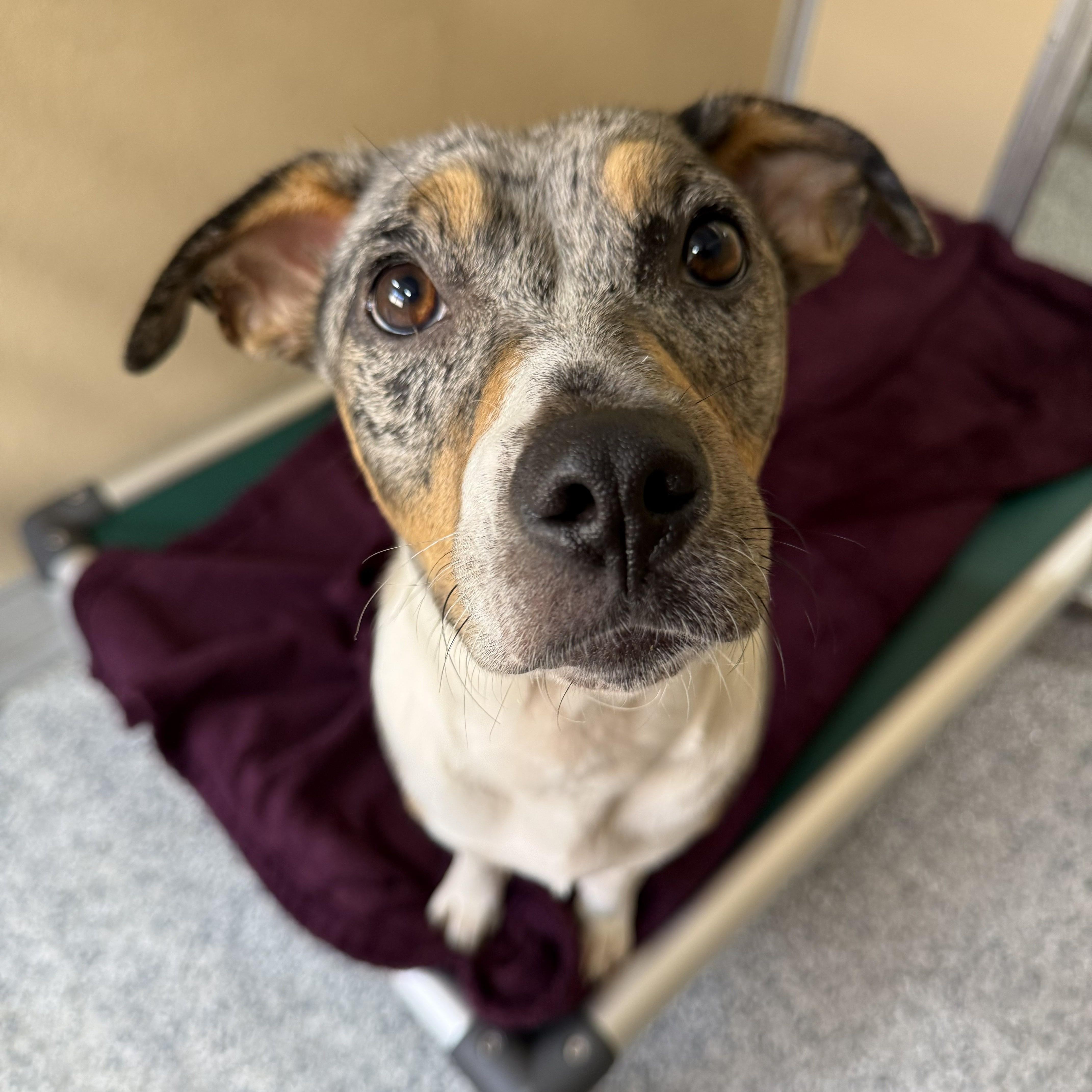 An adult medium-sized female Merle (Blue) Catahoula Leopard Dog dog named Bindi for adoption in St. Augustine, FL
