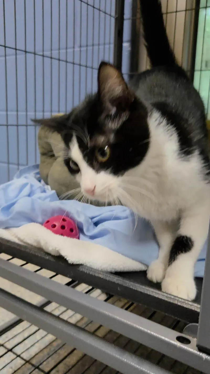 A baby medium-sized female Black & White / Tuxedo Domestic Short Hair cat named Margie for adoption in Charleston, SC