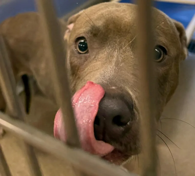 A young medium-sized female Pit Bull Terrier dog named Diva for adoption in Ferndale, NY