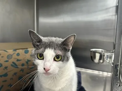 An adult medium-sized female Domestic Short Hair cat named Tamale for adoption in West Chester, PA