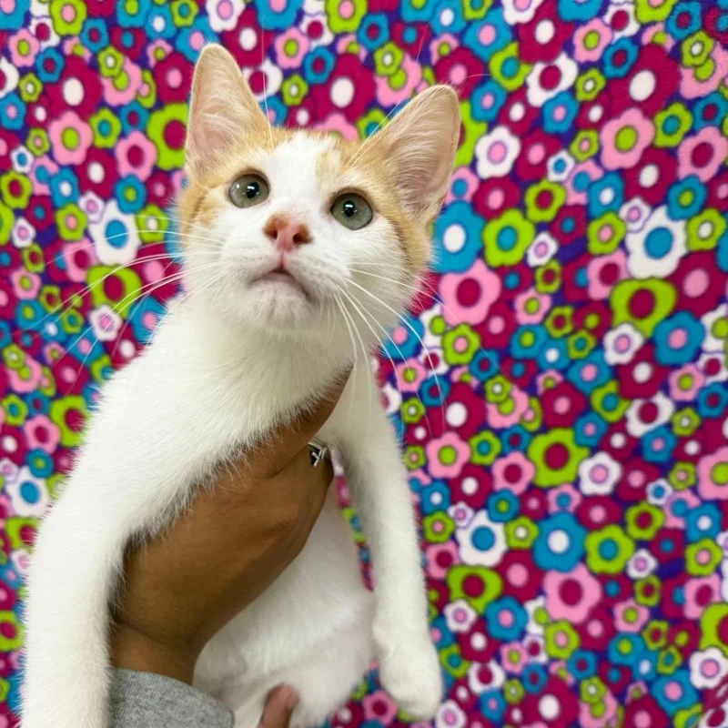 A baby small-sized male White Domestic Medium Hair cat named Dothan for adoption in Deerfield, IL